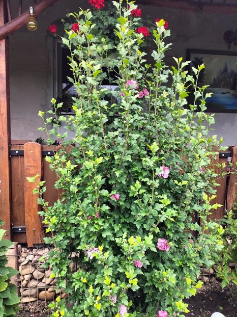 IMG20250729122413 - vara 2025