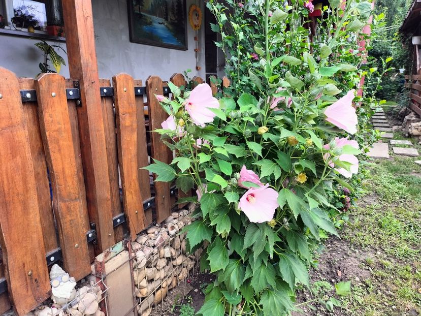 IMG20250729122403 - vara 2025