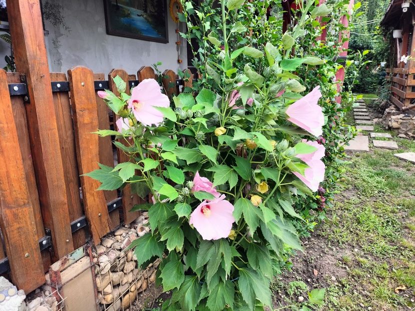 IMG20250729122349 - vara 2025