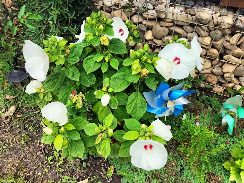 IMG20250729122323 - vara 2025