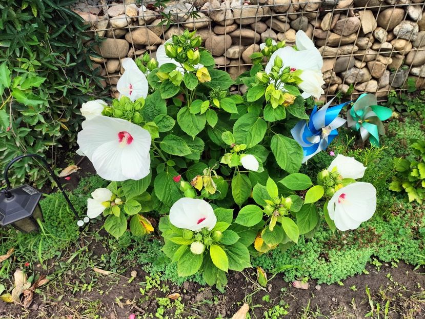 IMG20250729122317 - vara 2025