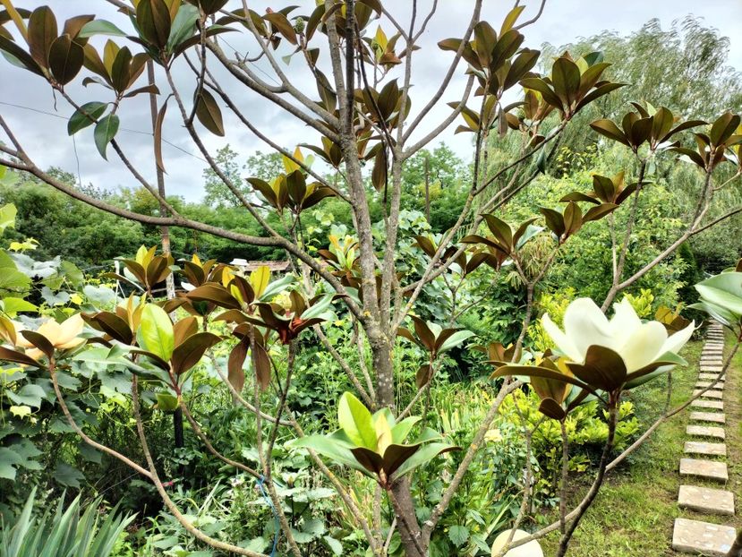 IMG20250729121921 - vara 2025