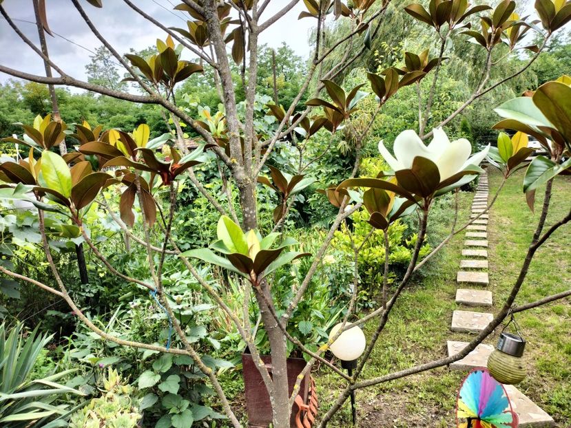 IMG20250729121918 - vara 2025