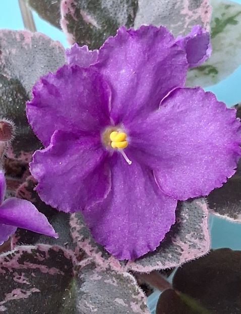 LE-Feierverk - PORTRETE