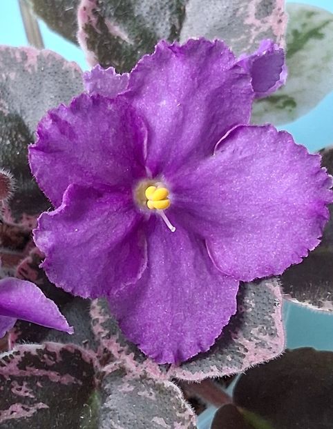 LE-Feierverk - PORTRETE