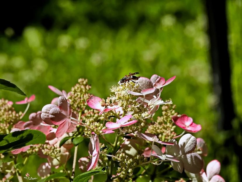 Hydragenia RF2 - E - FLOWERS - Flori