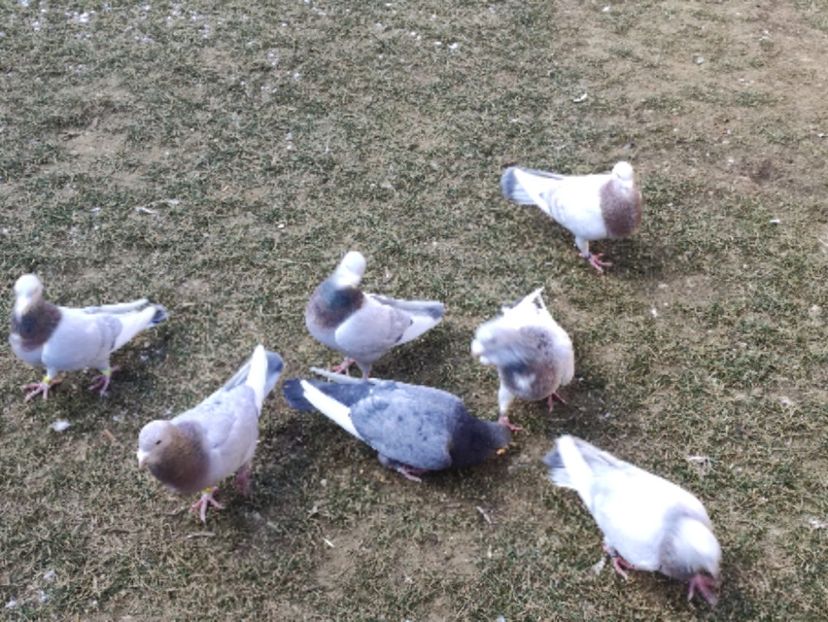  - Voiajori de Adana 29_07_2025