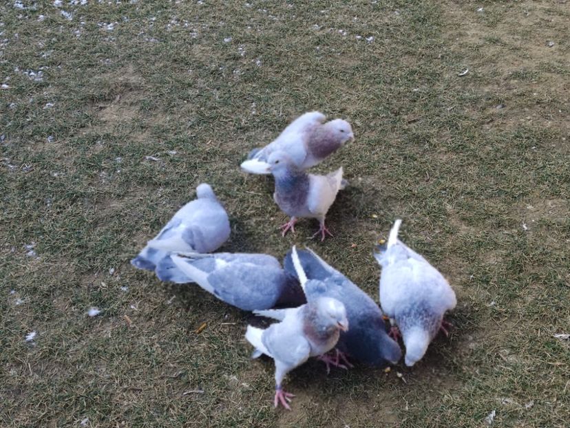  - Voiajori de Adana 29_07_2025