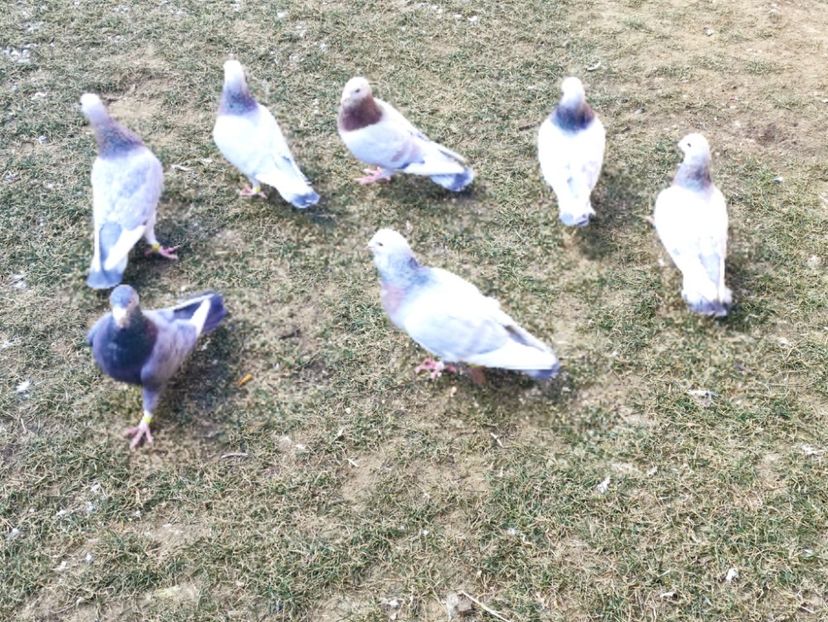  - Voiajori de Adana 29_07_2025