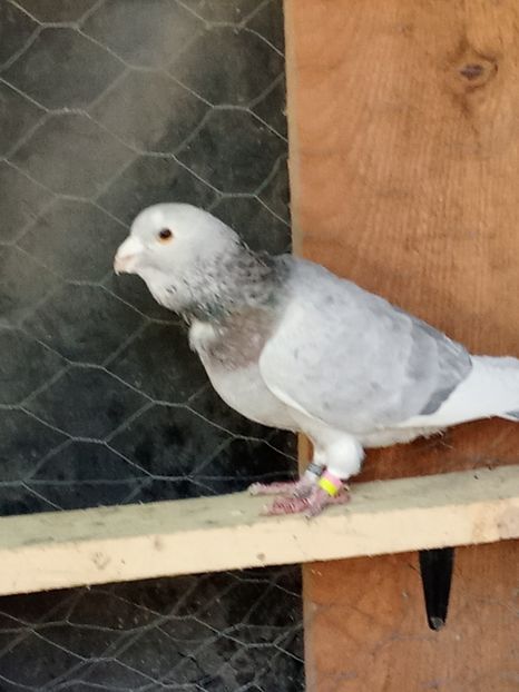  - Voiajori de Adana 29_07_2025