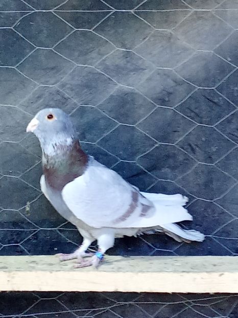 9df35c99-16eb-4d7b-bb1a-ca5c0ab81f0b-1_all_4131 - Voiajori de Adana 29_07_2025