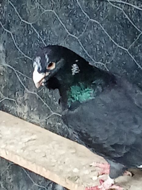  - Voiajori de Adana 29_07_2025