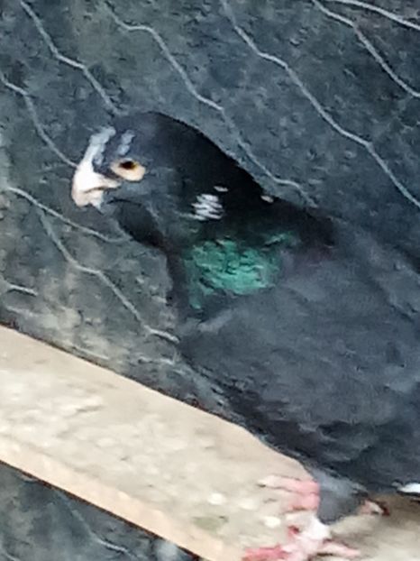  - Voiajori de Adana 29_07_2025