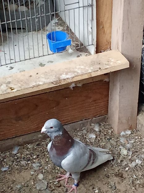  - Voiajori de Adana 29_07_2025