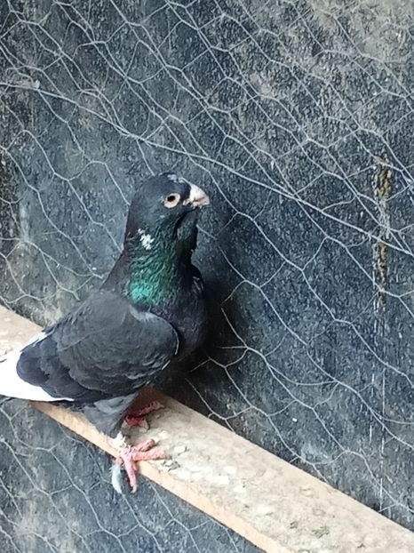  - Voiajori de Adana 29_07_2025