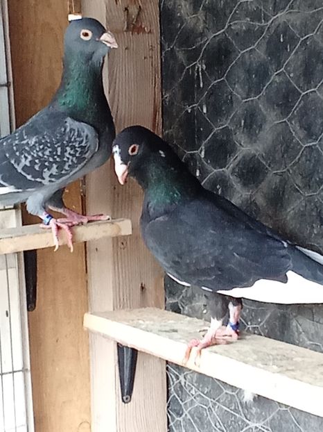  - Voiajori de Adana 29_07_2025