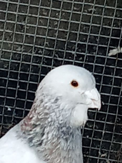  - Voiajori de Adana 29_07_2025