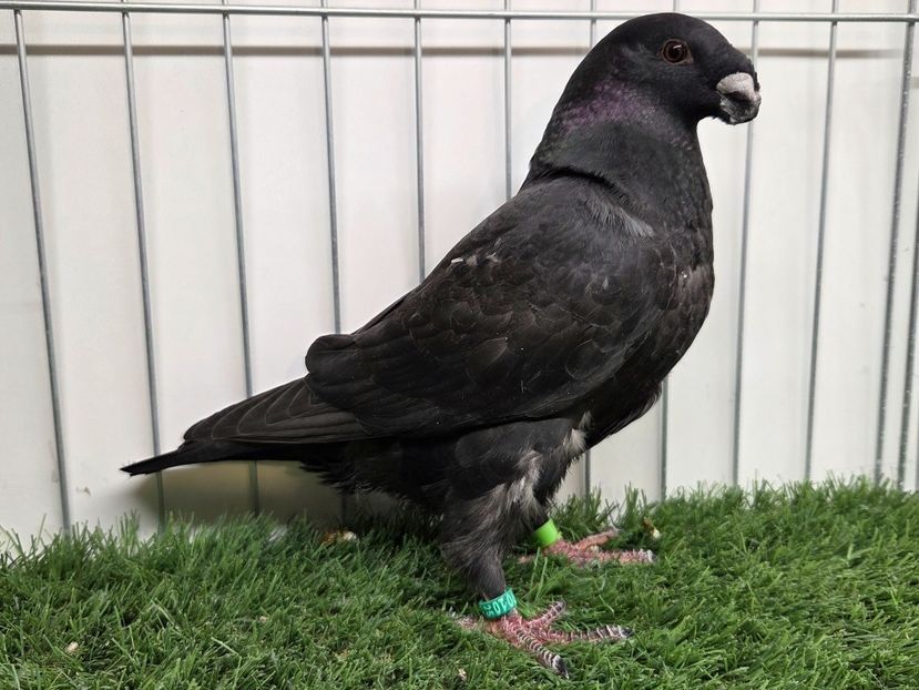 MASCUL RO 25 - 79 - PERECHI ASR 2026 - PLAN