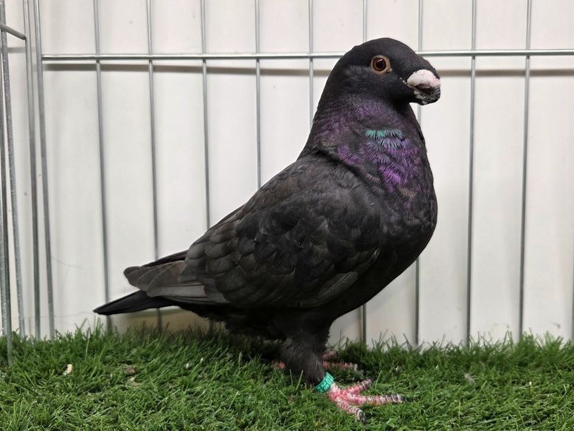 MASCUL RO 25 - 525 - PERECHI ASR 2026 - PLAN