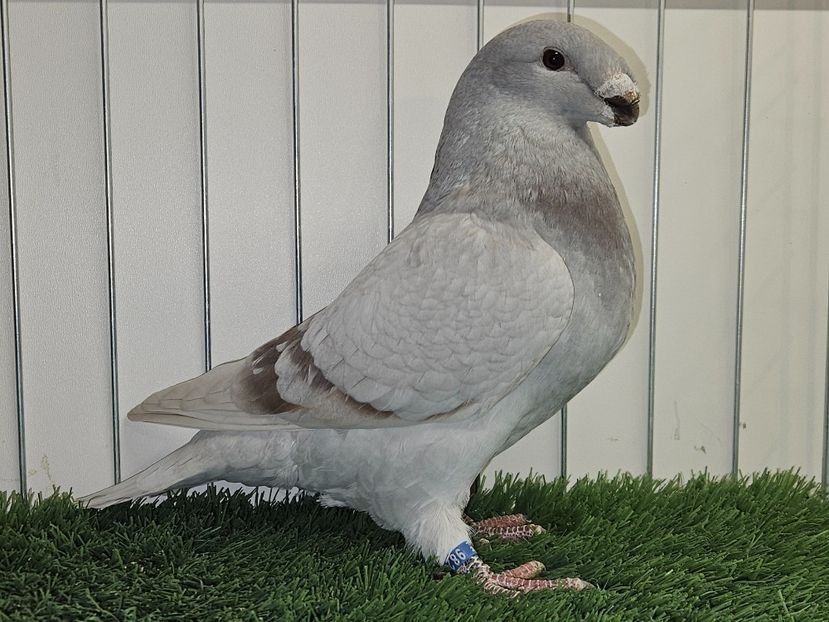 FEMELĂ RO 24 - 9820 - PERECHI ASR 2026 - PLAN