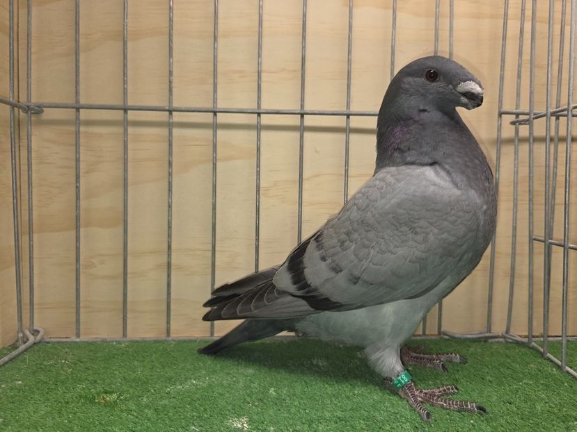 MASCUL RO 25 - 81 - PERECHI ASR 2026 - PLAN