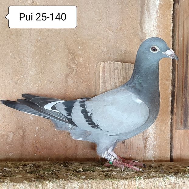 Pui 25-140 - Vanat