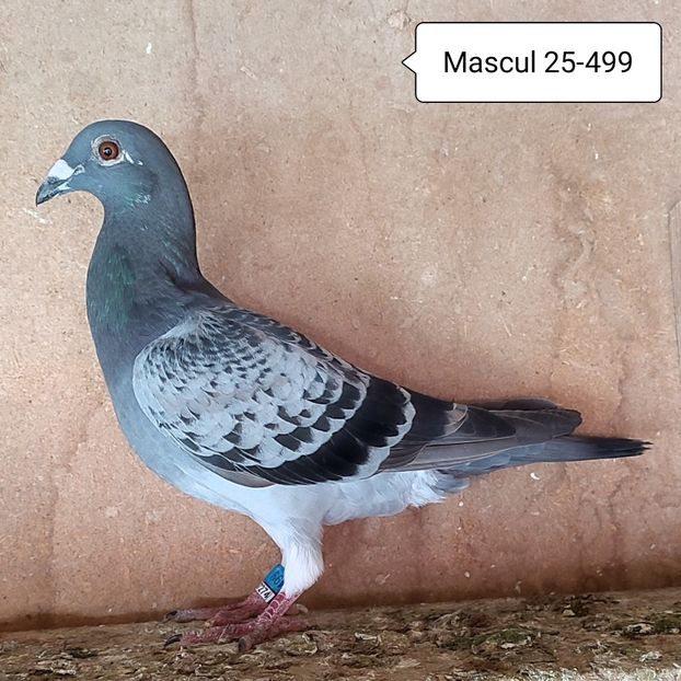Mascul 25-499 - Stropit