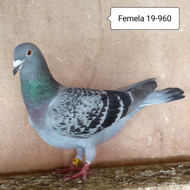 Femela 19-960 - Stropit