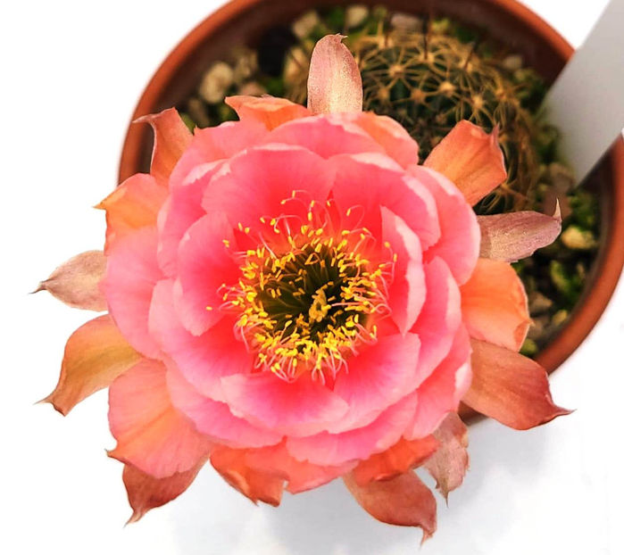 Lobivia hb NPJ70 - Lobivia hb NPJ70