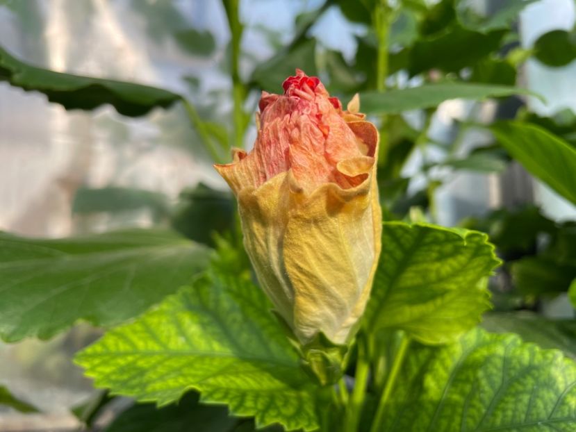  - Luv -Posog- Memories