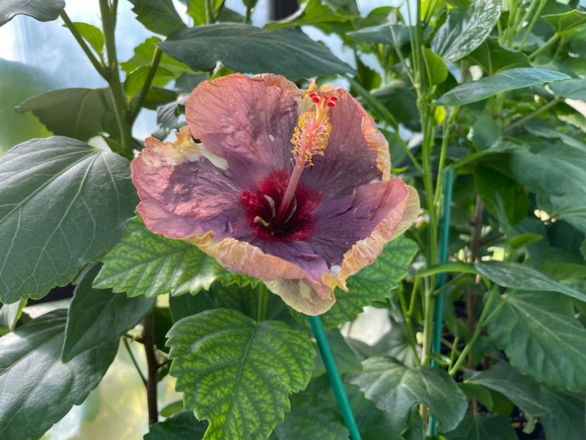  - Luv -Posog- Memories