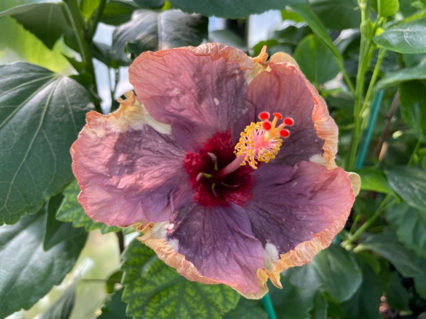  - Luv -Posog- Memories