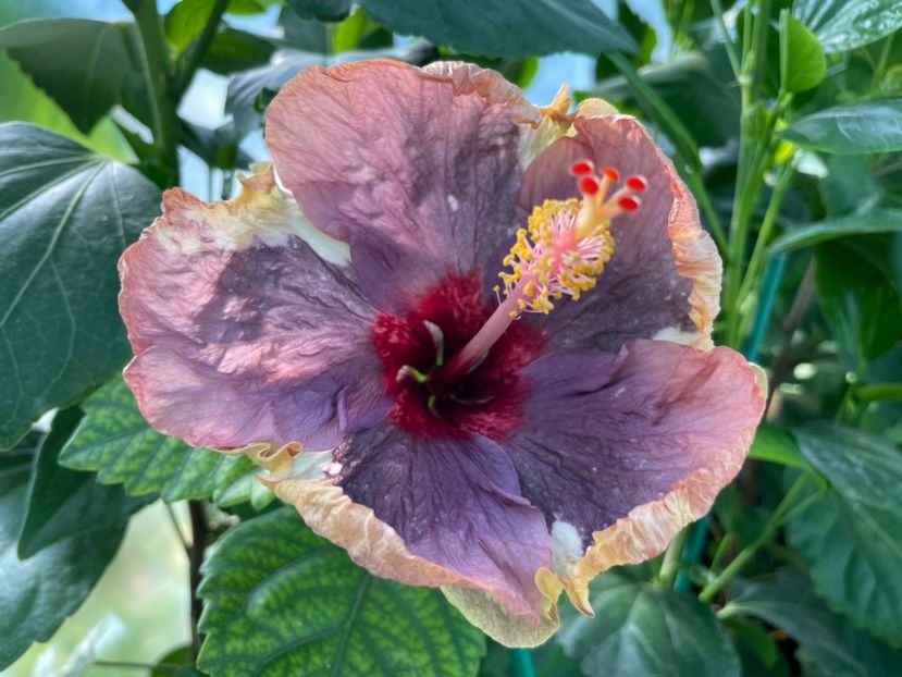  - Luv -Posog- Memories