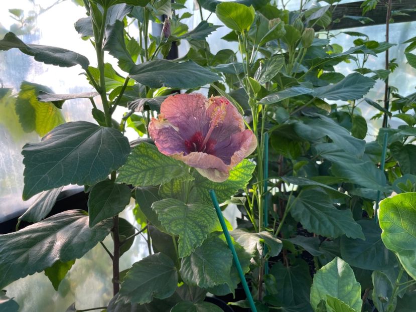  - Luv -Posog- Memories