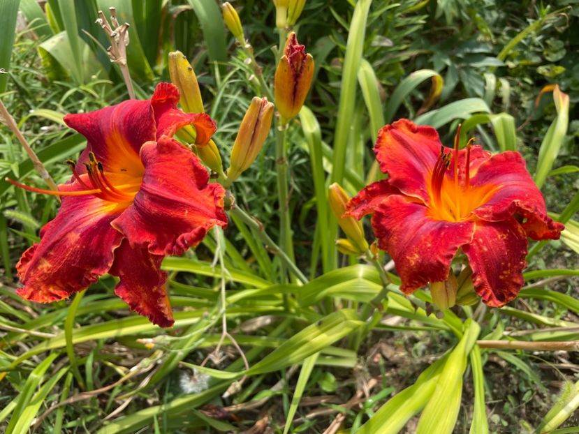  - 0009 Hemerocalisi 2023 - 2024 -2025