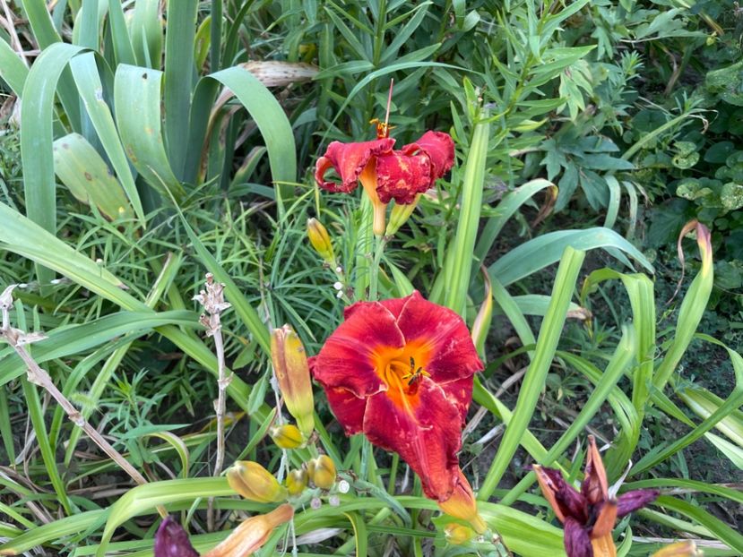  - 0009 Hemerocalisi 2023 - 2024 -2025