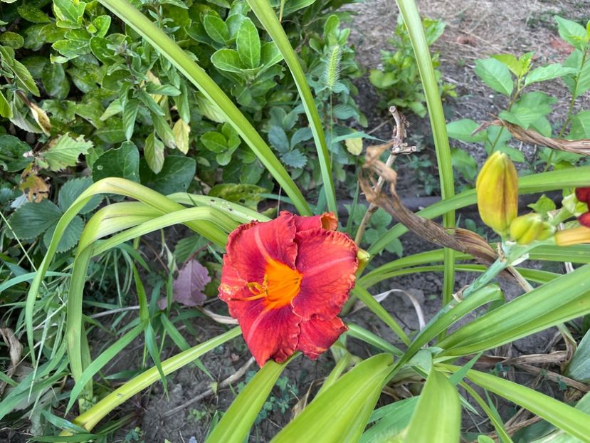  - 0009 Hemerocalisi 2023 - 2024 -2025