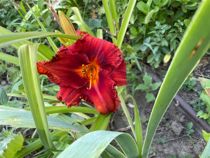  - 0009 Hemerocalisi 2023 - 2024 -2025