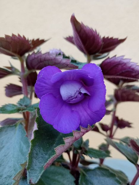 Alter Ego - - - - 2025