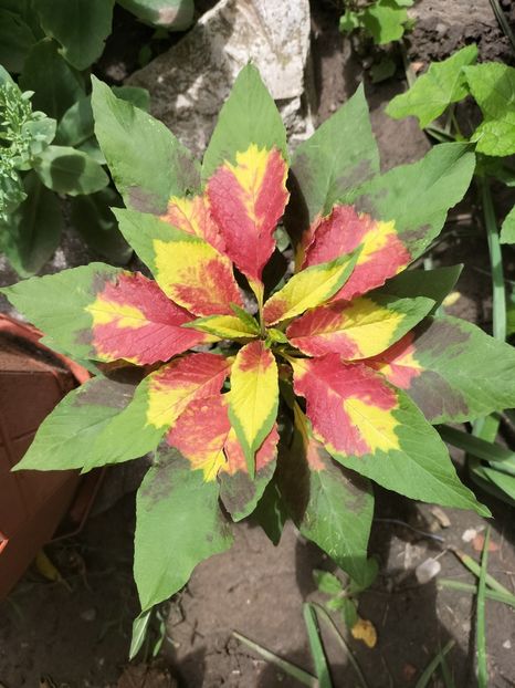 IMG20250731130943 - vara 2025