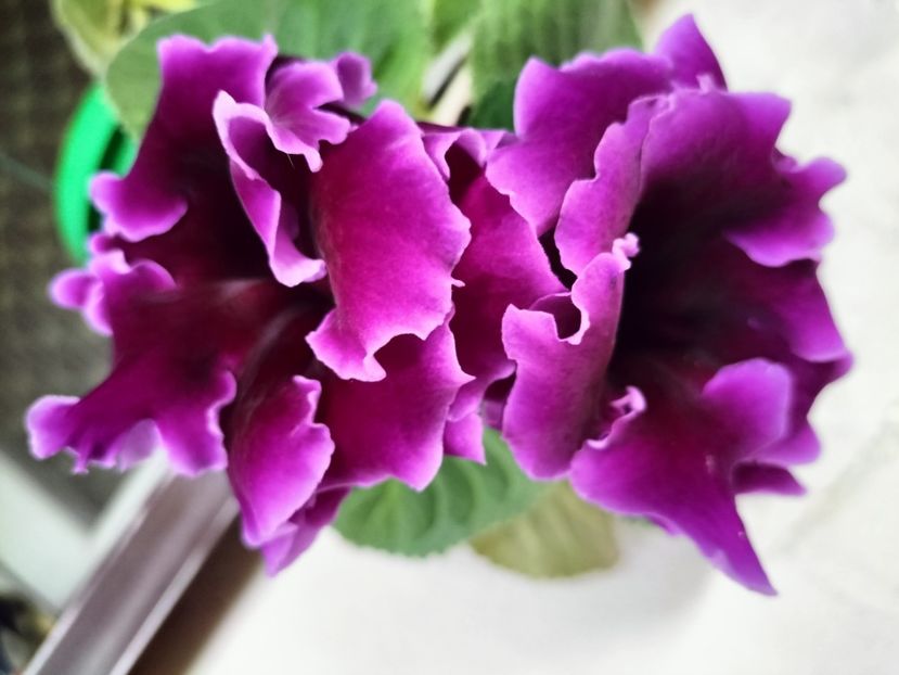 IMG20250730082114 - vara 2025