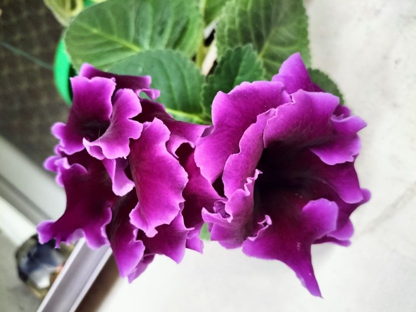 IMG20250730082109 - vara 2025