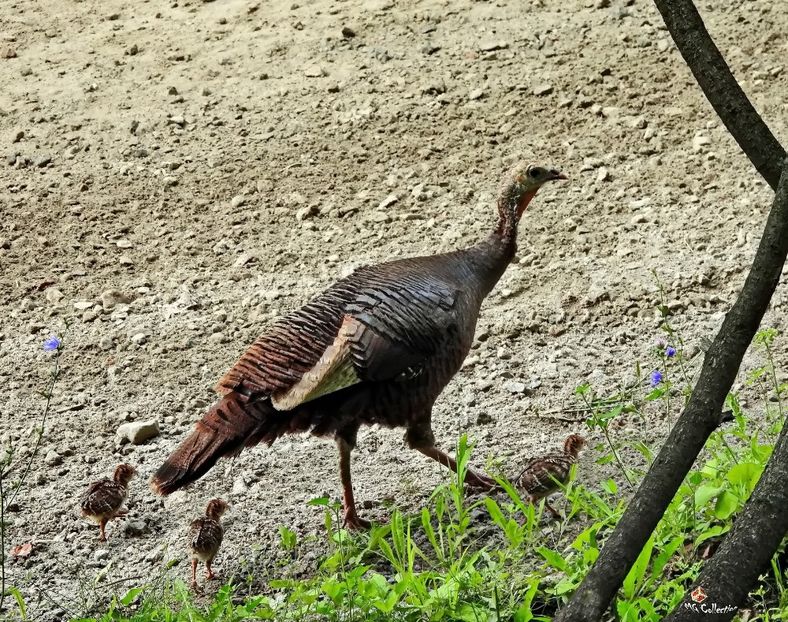 Dinde Family ,QC - C - BIRDS - Pasari