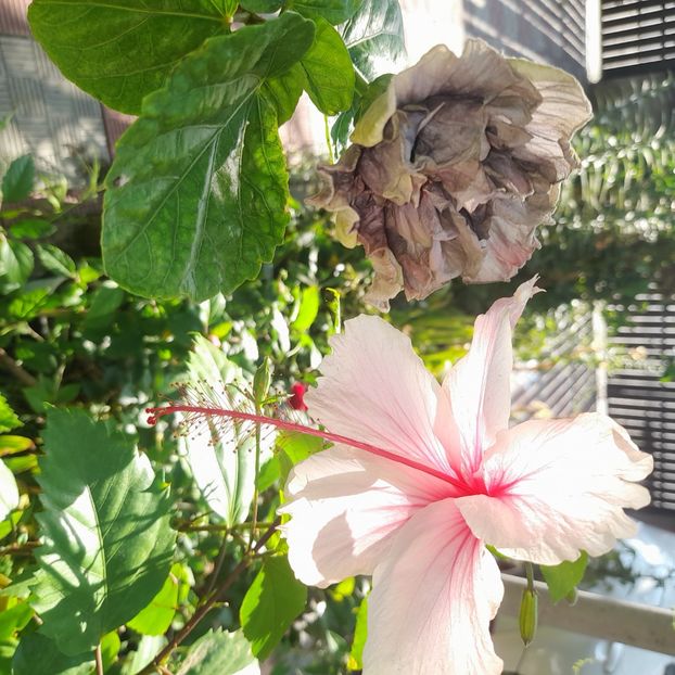 31.07.2025 - HIBISCUSI 2025-3