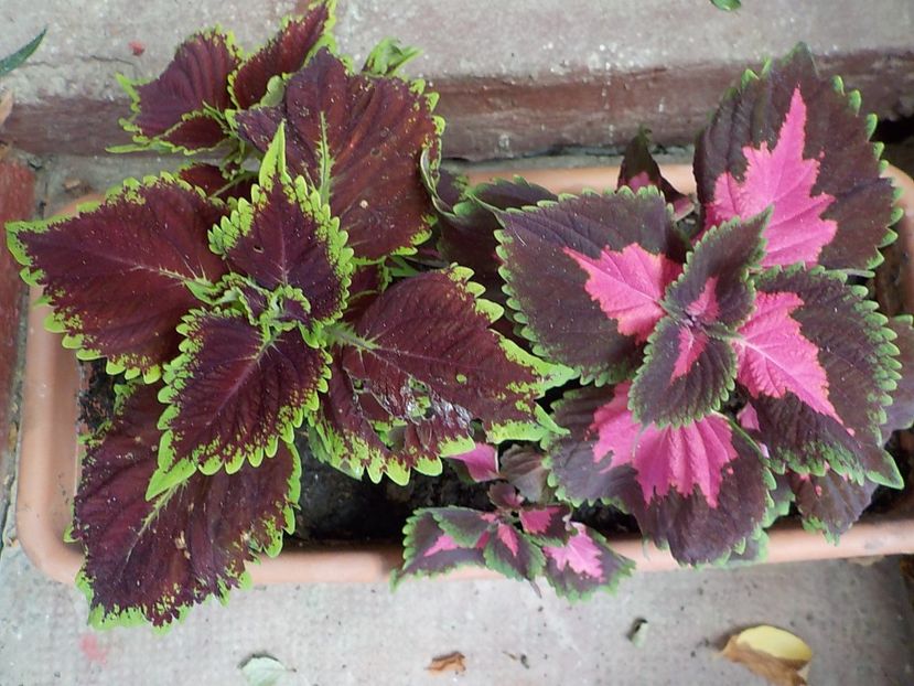  - coleus