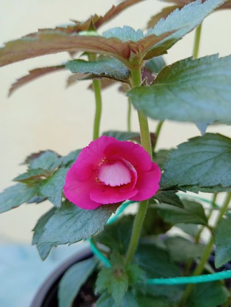 Silvia Cagnani - - - - 2025