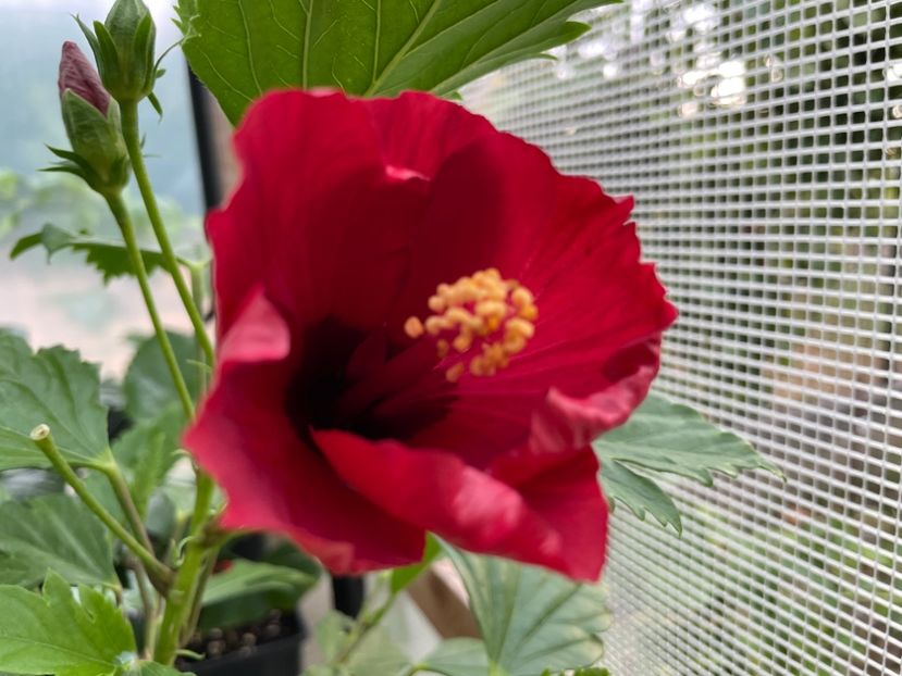  - DN Christmas Candy