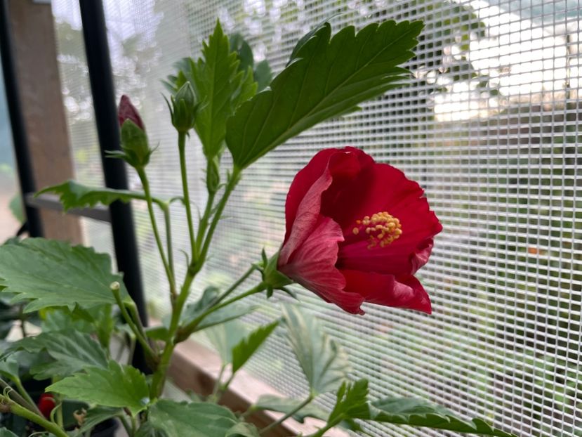  - DN Christmas Candy