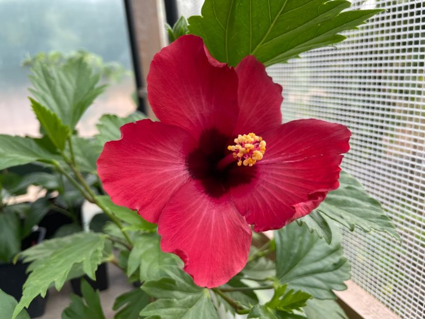  - DN Christmas Candy