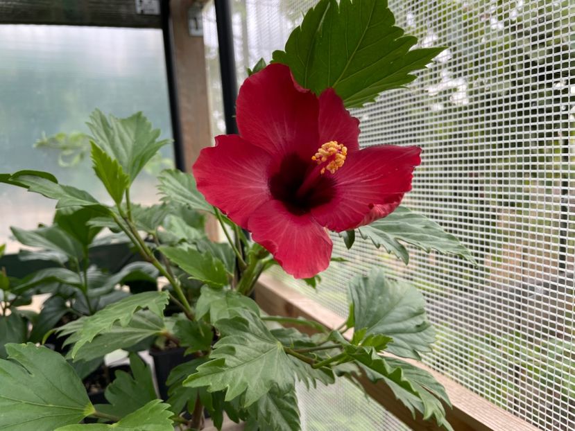  - DN Christmas Candy